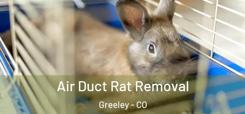 Air Duct Rat Removal Greeley - CO